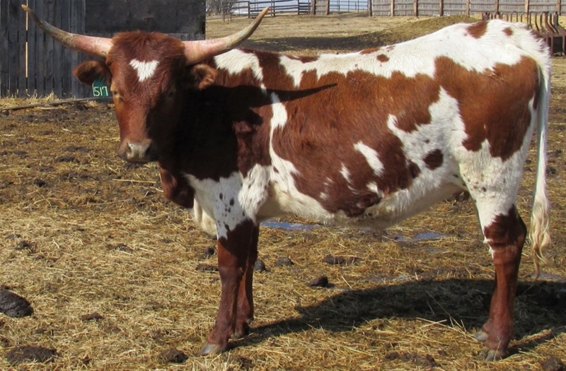 Image #2 (4 Commercial Bred Heifers )